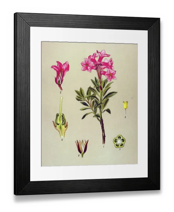 Framed Print : Historical illustration, Rhododendron hirsutum (Rhododendron hirsutum) Framed Print : Historical illustration, Rhododendron hirsutum (Rhododendron hirsutum)