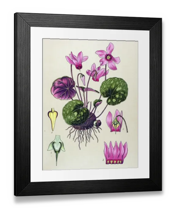 Framed Print : Historical illustration, Sowbread (Cyclamen purpurascens) Framed Print : Historical illustration, Sowbread (Cyclamen purpurascens)