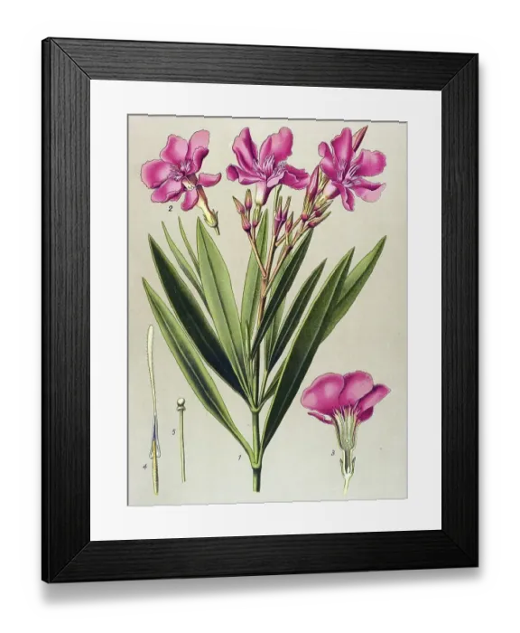 Framed Print : Historical illustration, Oleander (Nerium oleander)