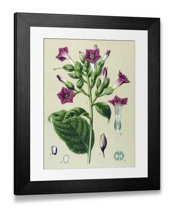 Framed Print : Historical illustration, Cultivated Tobacco (Nicotiana tabacum)