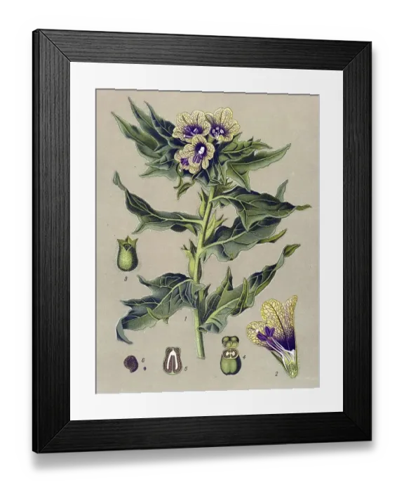 Framed Print : Historical illustration, Henbane (Hyoscyamus niger)