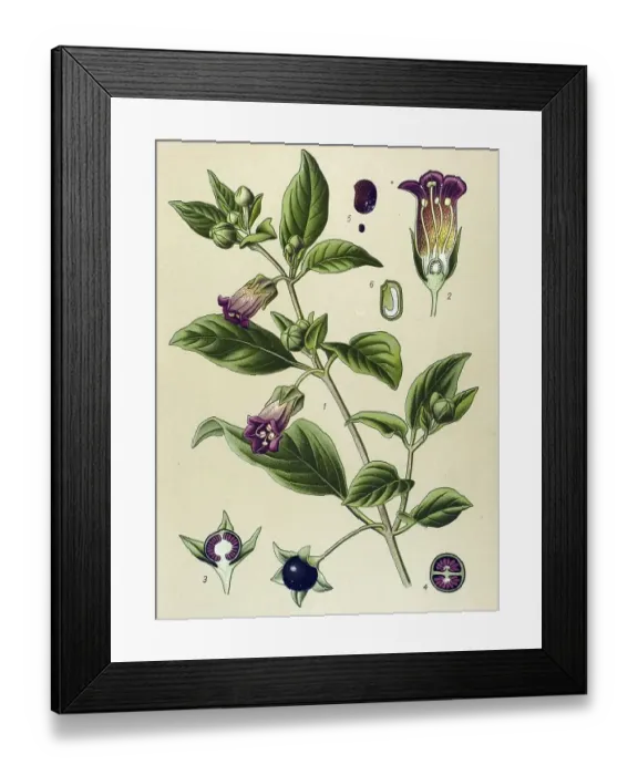 Framed Print : Historical illustration, Deadly Nightshade (Atropa belladonna)