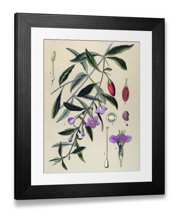 Framed Print : Historical illustration, Wolfberry (Lycium halimifolium)