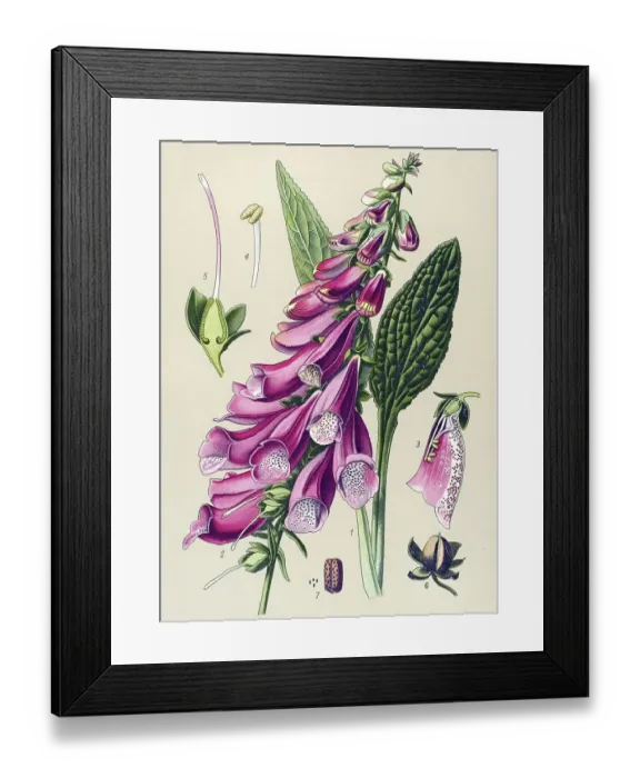 Framed Print : Historical illustration, Foxglove (Digitalis purpurea) Framed Print : Historical illustration, Foxglove (Digitalis purpurea)