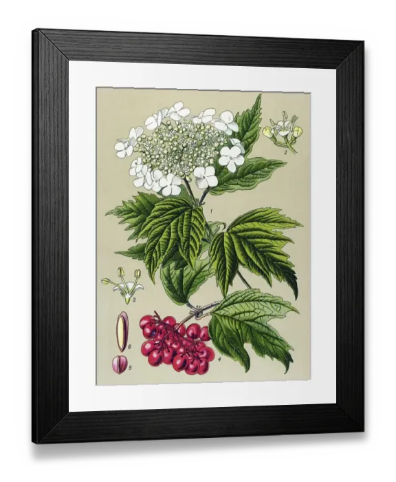 Framed Print : Historic illustration, Water Elder (Viburnum opulus) Framed Print : Historic illustration, Water Elder (Viburnum opulus)