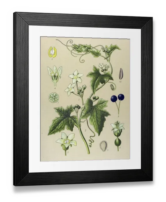 Framed Print : Historic illustration, Bryony (Bryonia alba) Framed Print : Historic illustration, Bryony (Bryonia alba)