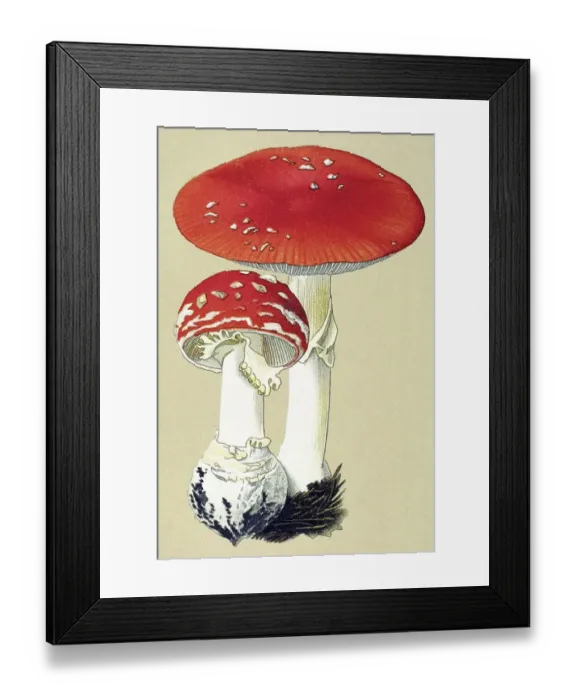 Framed Print : Historic illustration, Fly Agaric (Amanita muscaria var muscaria)