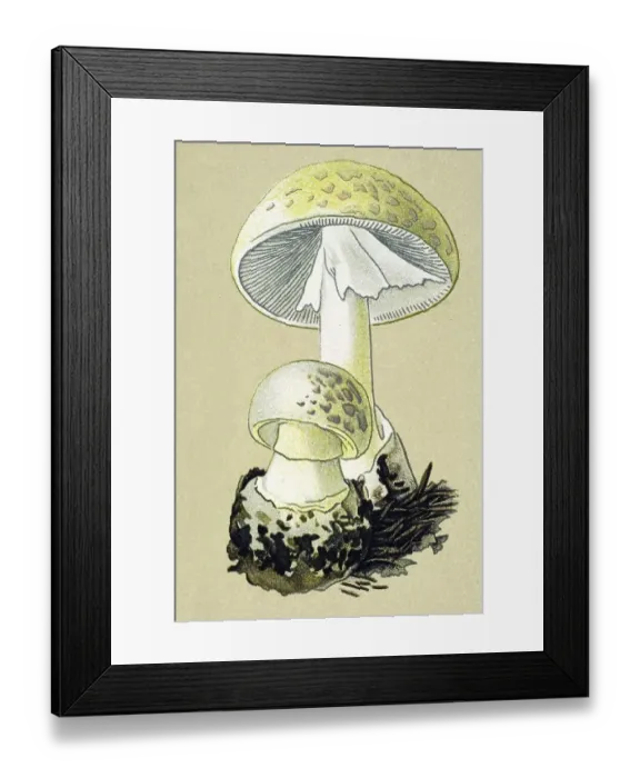 Framed Print : Historic illustration, Death Cap (Amanita phalloides)