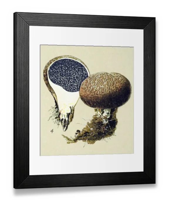 Framed Print : Historic illustration, False Truffle (Scleroderma vulgare) Framed Print : Historic illustration, False Truffle (Scleroderma vulgare)