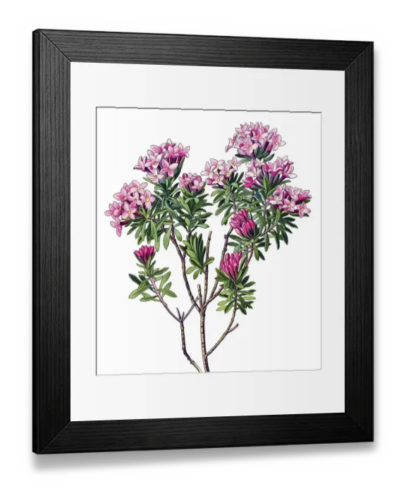 Framed Print : Historical illustration, Rose Daphne (Daphne cneorum)