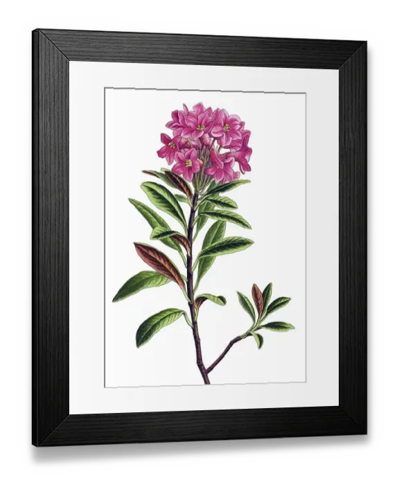 Framed Print : Historical illustration, Rusty-leaved alpenrose (Rhododendron ferrugineum)