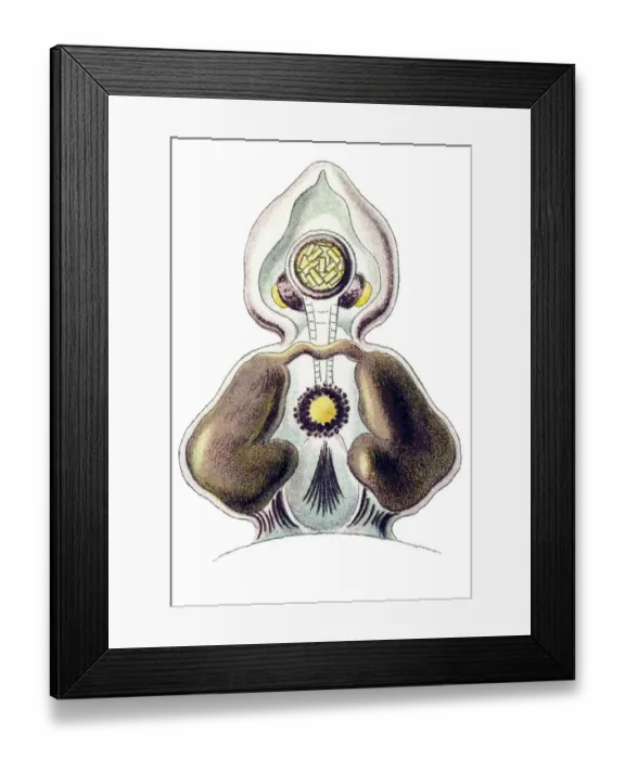 Framed Print : Historic illustration, Jellyfish (Peromedusae)