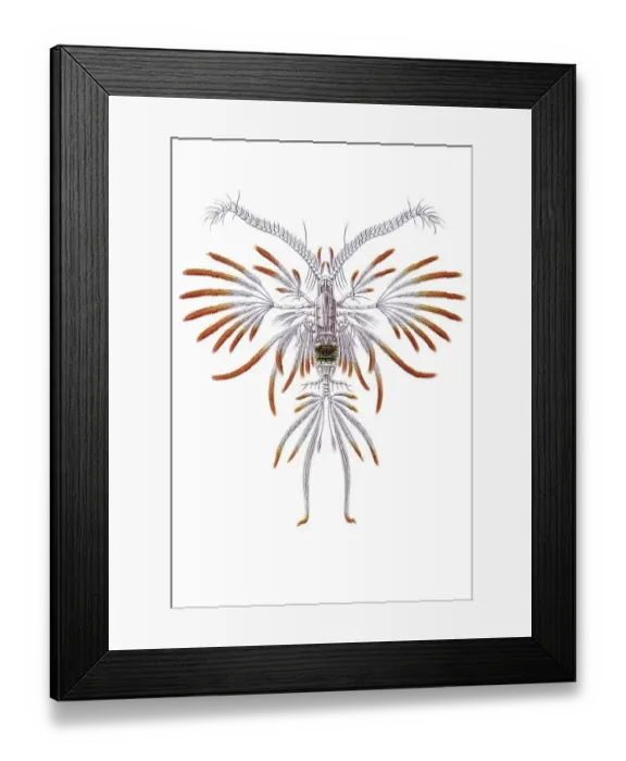Framed Print : Historic illustration, Copepod (Copepoda) Framed Print : Historic illustration, Copepod (Copepoda)