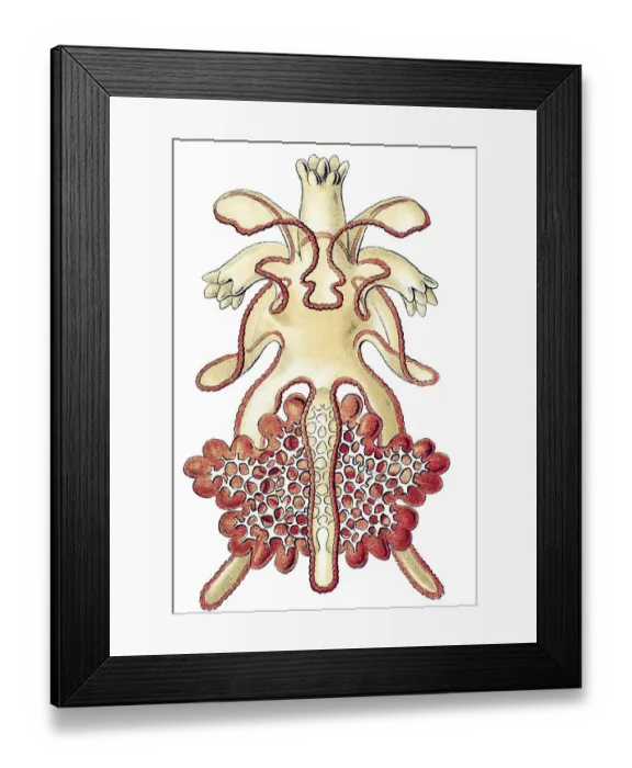 Framed Print : Historic illustration, larvae and developmental steps of a Sea Star (Asterias)