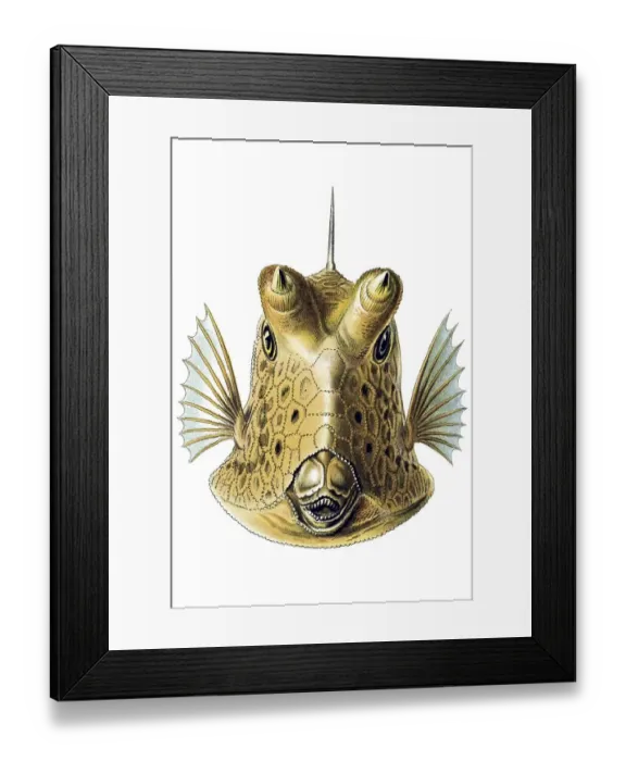 Framed Print : Historic illustration, Boxfish (Ostracion cornatus) Framed Print : Historic illustration, Boxfish (Ostracion cornatus)