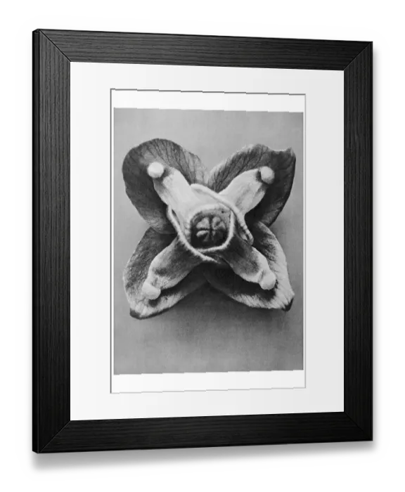Framed Print : Historical photograph, Barrenwort (Epimedium musschianum)