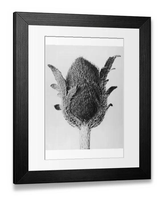 Framed Print : Historical photograph, Poppy (Papaver orientale) Framed Print : Historical photograph, Poppy (Papaver orientale)