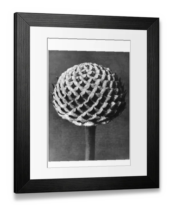 Framed Print : Historical photograph, Scabious (Cephalaria)