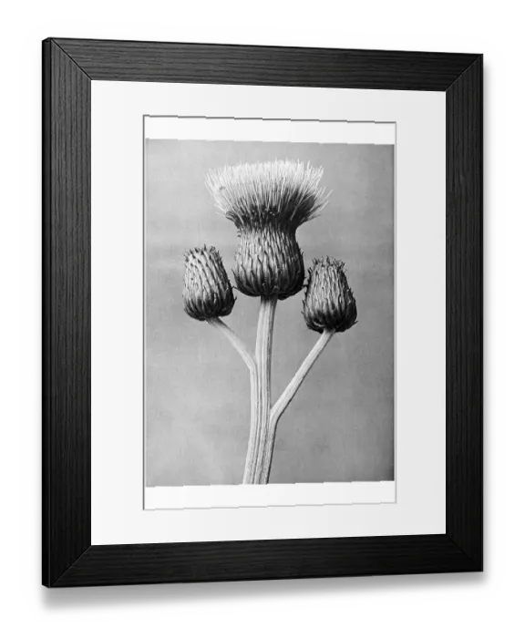 Framed Print : Historical photograph, Grey thistle (Cirsium canum)