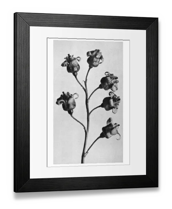 Framed Print : Historical photograph, Black currant (Ribes nigrum) Framed Print : Historical photograph, Black currant (Ribes nigrum)