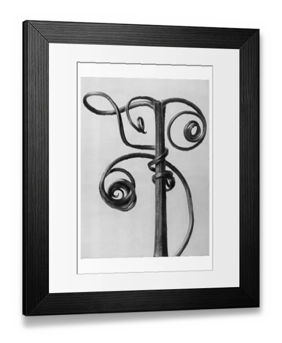 Framed Print : Historical photograph, tendrils of a pumpkin (Cucurbita) Framed Print : Historical photograph, tendrils of a pumpkin (Cucurbita)