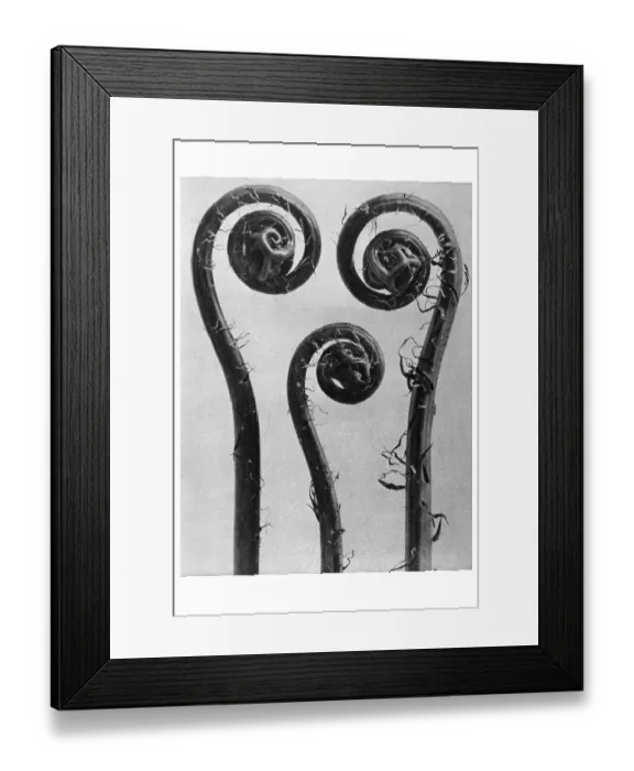Framed Print : Historical photograph, Maiden-hair fern (Adiantum pedatum) Framed Print : Historical photograph, Maiden-hair fern (Adiantum pedatum)