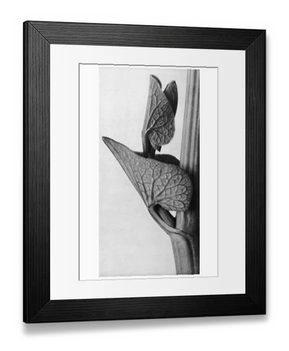 Framed Print : Historical photograph, Birthwort (Aristolochia clematitis)