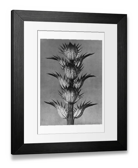 Framed Print : Historical photograph, Bear's-breech (Acanthus mollis) Framed Print : Historical photograph, Bear's-breech (Acanthus mollis)