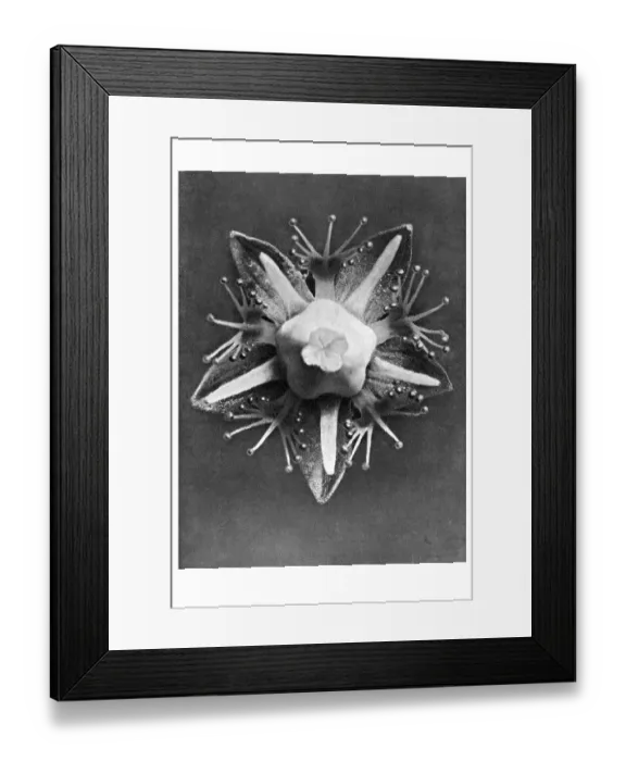 Framed Print : Historical photograph, Grass of parnassus ( Parnassia palustris)
