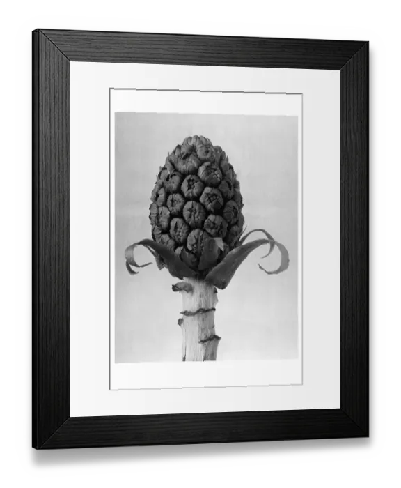 Framed Print : Historical photograph, Butterbur (Petasites hybridus) Framed Print : Historical photograph, Butterbur (Petasites hybridus)
