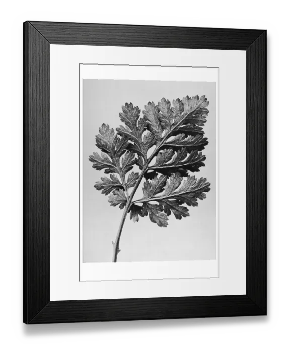 Framed Print : Historical photograph, Feverfew (Tanacetum parthenium) Framed Print : Historical photograph, Feverfew (Tanacetum parthenium)