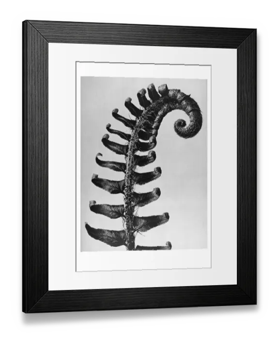 Framed Print : Historical photograph, Shield fern (Polystichum munitum) Framed Print : Historical photograph, Shield fern (Polystichum munitum)