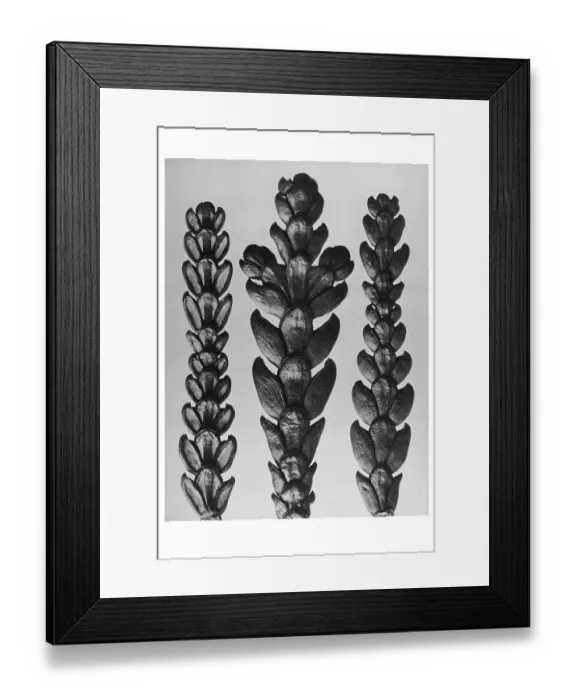 Framed Print : Historical photograph, Arbor-vitae (Thujopsis dolabrata) Framed Print : Historical photograph, Arbor-vitae (Thujopsis dolabrata)