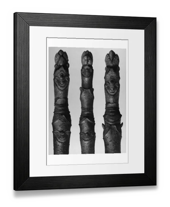 Framed Print : Historical photograph, Horse Chestnut (Aesculus parviflora)