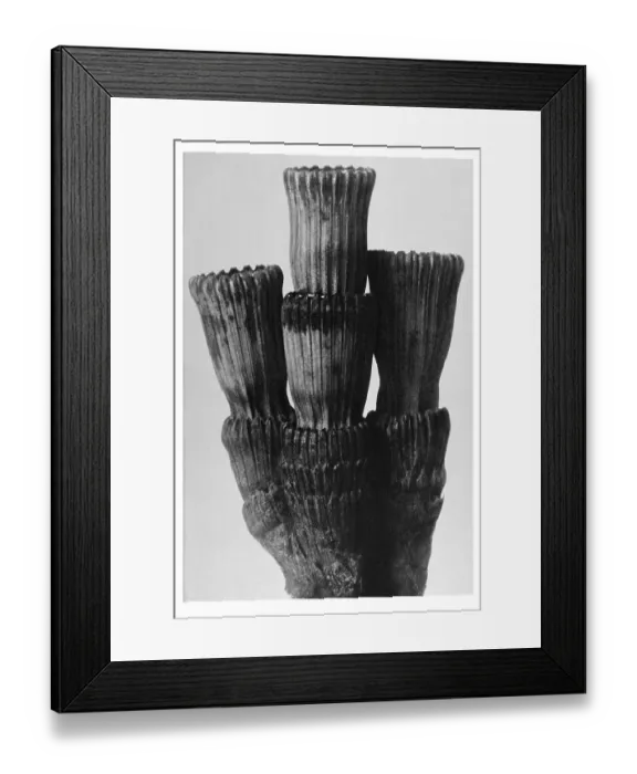 Framed Print : Historical photograph, Rough horsetail (Equisetum hyemale)