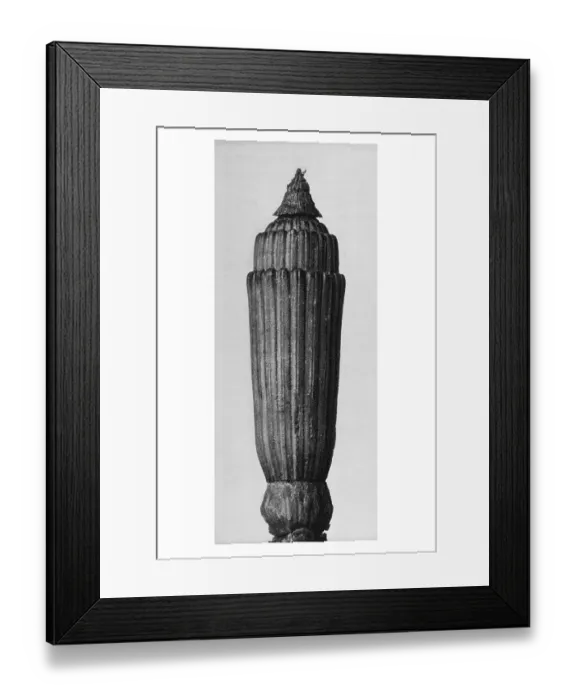 Framed Print : Historical photograph, Rough horsetail (Equisetum hyemale)
