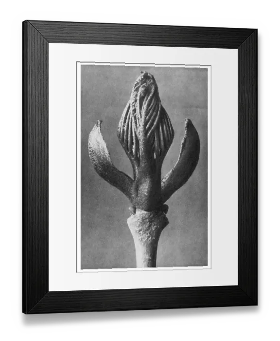 Framed Print : Historical photograph, Manna Ash (Fraxinus ornus) Framed Print : Historical photograph, Manna Ash (Fraxinus ornus)