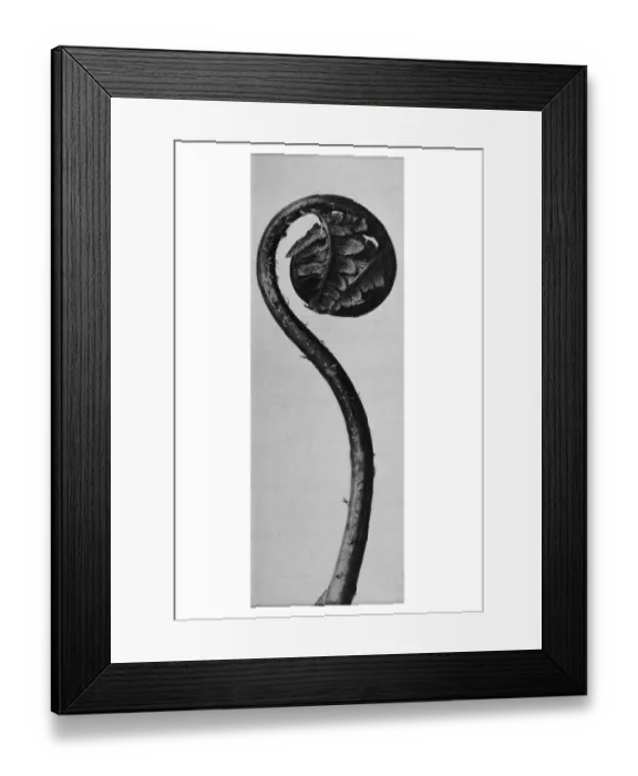 Framed Print : Historical photograph, Fern (Polypodiaceae)