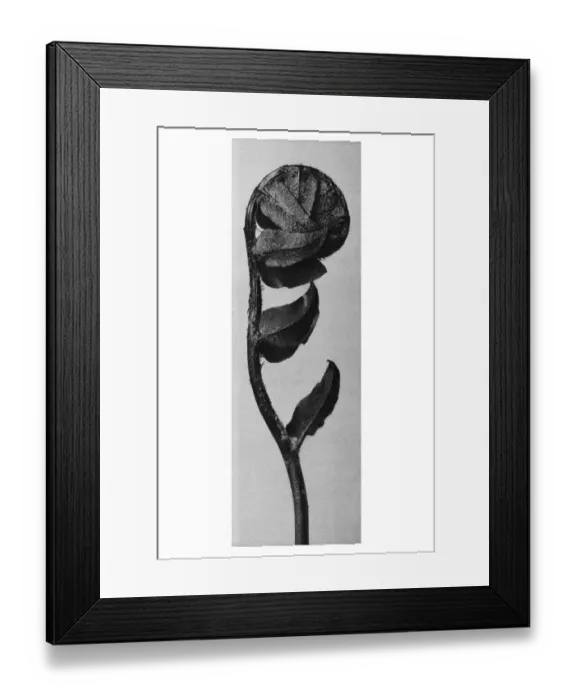 Framed Print : Historical photograph, Sickle shaped shield fern (Polystichum falcatum) Framed Print : Historical photograph, Sickle shaped shield fern (Polystichum falcatum)