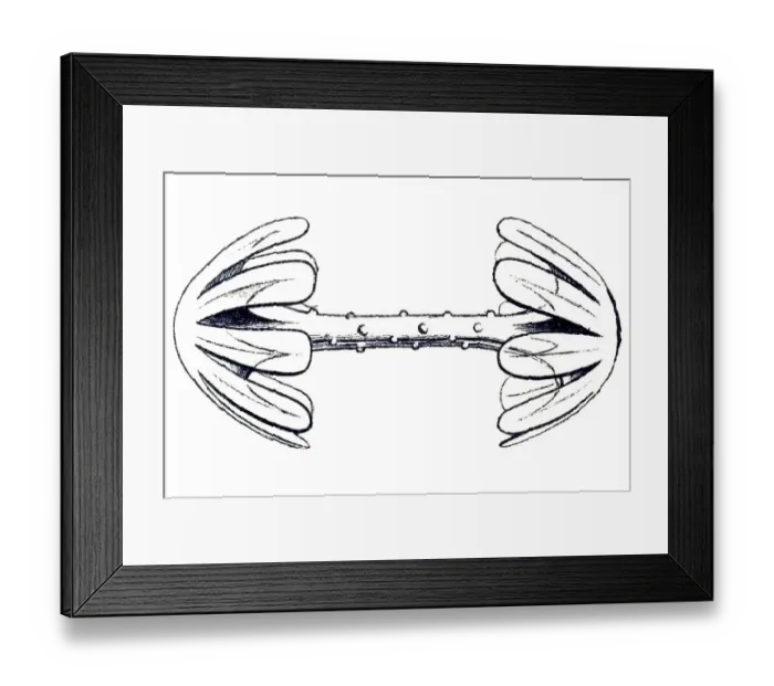 Framed Print : Historical illustration, Hexactinellid Sponge