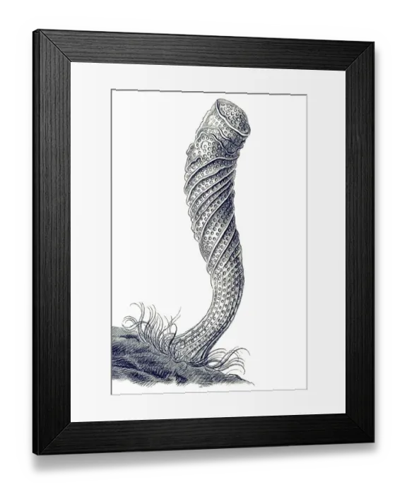 Framed Print : Historical illustration, Hexactinellid Sponge Framed Print : Historical illustration, Hexactinellid Sponge