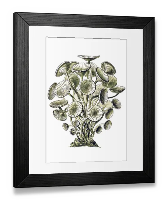 Framed Print : Historical illustration, Siphoneae