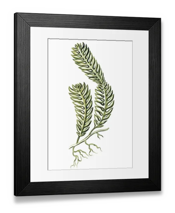Framed Print : Historical illustration, Siphoneae