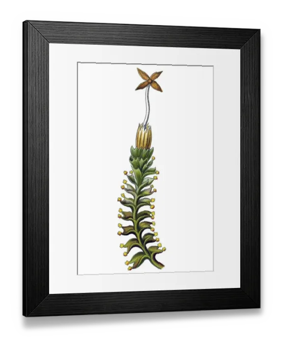 Framed Print : Historical illustration, Hepatics Framed Print : Historical illustration, Hepatics
