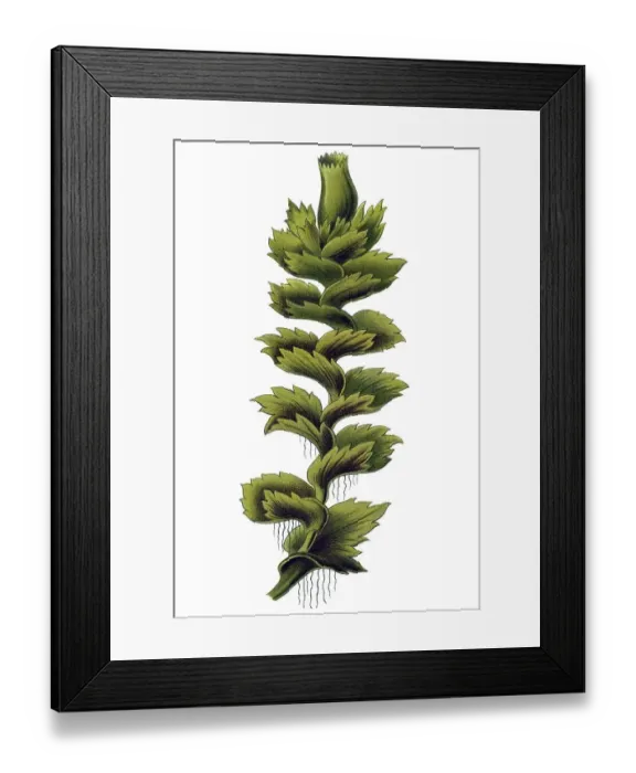 Framed Print : Historical illustration, Hepatics Framed Print : Historical illustration, Hepatics