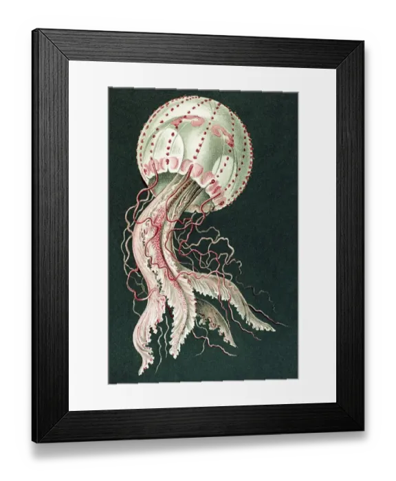 Framed Print : Historical illustration, Discomedusae Framed Print : Historical illustration, Discomedusae