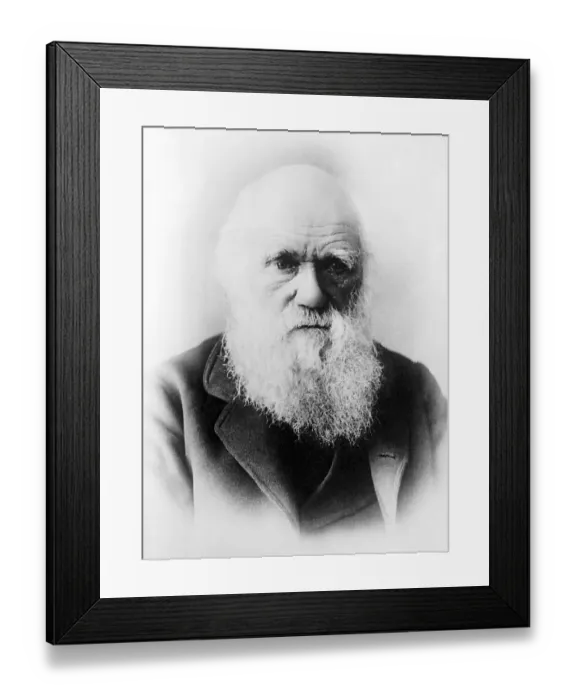 Framed Print : Historical picture of Charles Darwin at an older age Framed Print : Historical picture of Charles Darwin at an older age