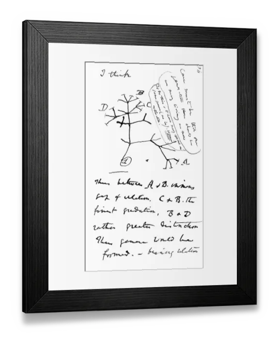 Framed Print : Drawing, Charles Darwins tree of life Framed Print : Drawing, Charles Darwins tree of life
