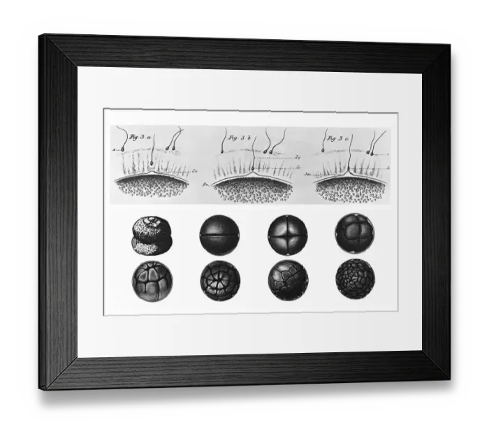 Framed Print : Historical illustration, phases of fertilization and cell division during sexual reproduction