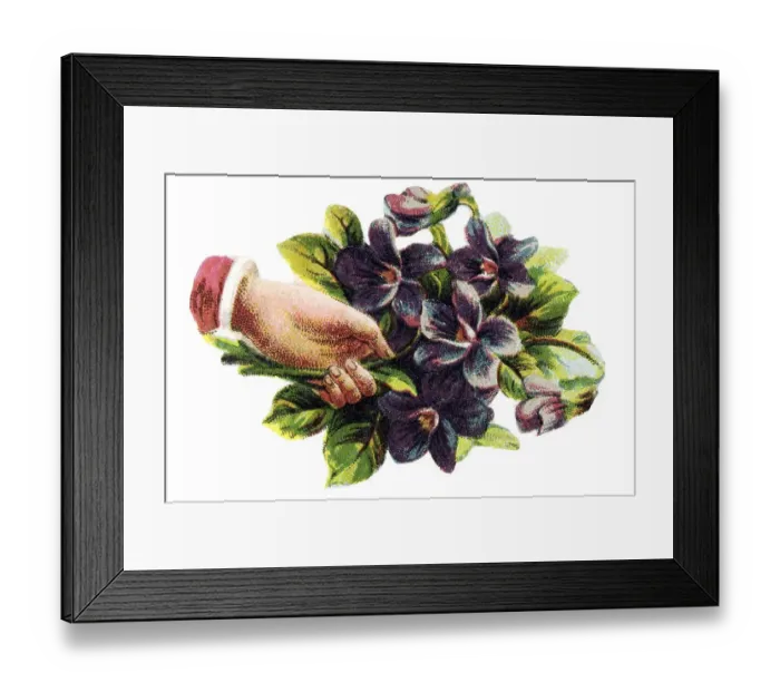 Framed Print : Historical illustration, hand holding a bunch of violets Framed Print : Historical illustration, hand holding a bunch of violets